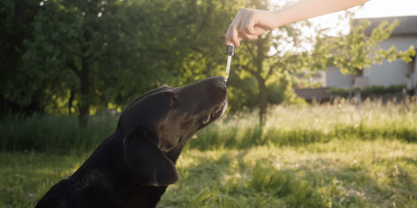 What Does CBD Oil Do for Dogs